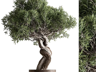 Bonsai Plant With Twisted Trunk And Lush Green Foliage In Pot 3d model
