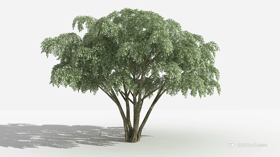 Lush Green Leafy Arbor With Multiple Trunks And Natural Canopy In White Setting 3d model
