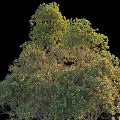 Landscape Shrubs Plant Combination Natural Landscape Big Tree 3d model