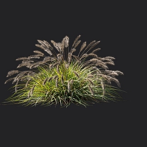 Pennisetum thatch fescue weeds grass flowers grass lawn ornamental plants 3d model