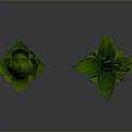 Decorative Green Plant Models With Lotus Shaped Leaves And Curly Vines