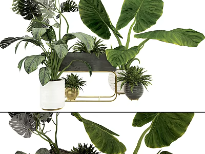 Potted Plants with Large Green Leaves in Various Pots and Metal Stand 3d model