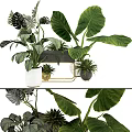 Potted Plants with Large Green Leaves in Various Pots and Metal Stand