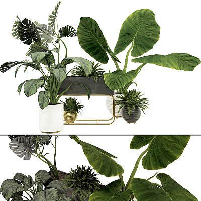 Potted Plants with Large Green Leaves in Various Pots and Metal Stand 3d model