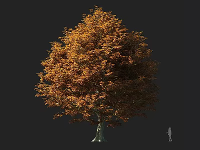 Autumn Arbor With Golden Orange Foliage Thick Trunk And Human Figure For Scale 3d model