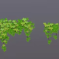 Different Types of Green Plants Featuring Bushes Vines Ferns and Lush Green Leaves