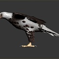 Modern Eagle Golden Eagle 3d model