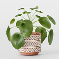 Potted Bonsai Plants Featuring Broad Green Leaves In Different Style Planters