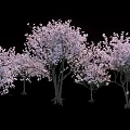 Multiple Beautiful Arbor Trees Blooming With Pink Blossoms Against Black Background