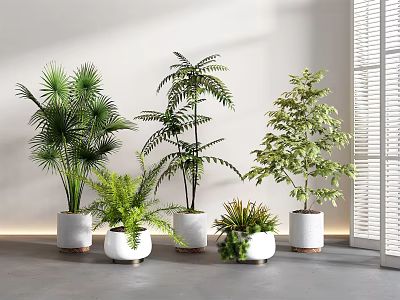 Various Types of Indoor Potted Plants in White Pots with Natural Light and Window Shutters 3d model