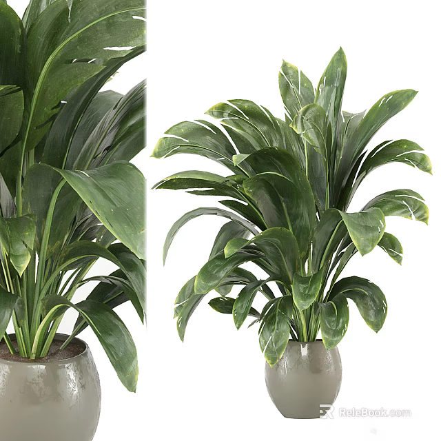 Lush Green Potted Plant With Broad Glossy Leaves In Gray Ceramic Pot 3d model 