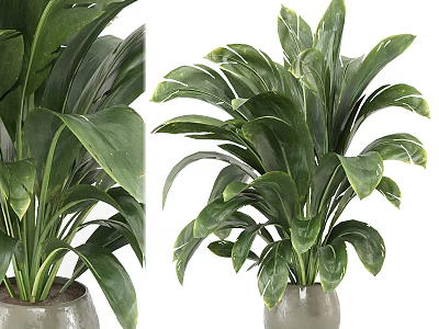 Lush Green Potted Plant With Broad Glossy Leaves In Gray Ceramic Pot 3d model