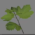 Green Leafy Branch With Fresh Leaves Against White Background And Soft Shadow