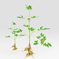 Vibrant Green Plants With Red Small Flowers And Exposed Roots
