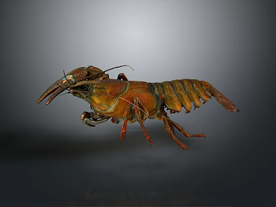 Orange Brown Marine Lobster With Detailed Texture Displaying Claws And Body 3d model