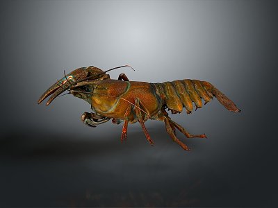 lobster big lobster crystal lobster cartoon lobster marine animal fish freshwater fish marine fish animal 3d model