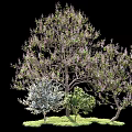 Lush Arbor With Green Foliage And Purple Blossoms Surrounded By Small Shrubs On Grass