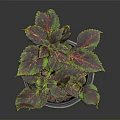 Indoor Plant in Blue Pot with Green and Purple Leaves on Dark Background