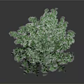 Lush Green Plant With Dense Leaves And Vigorous Growth Features