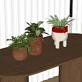 Bonsai Potted Plants On Wooden Table With White Louvered Blinds And Various Styled Pots