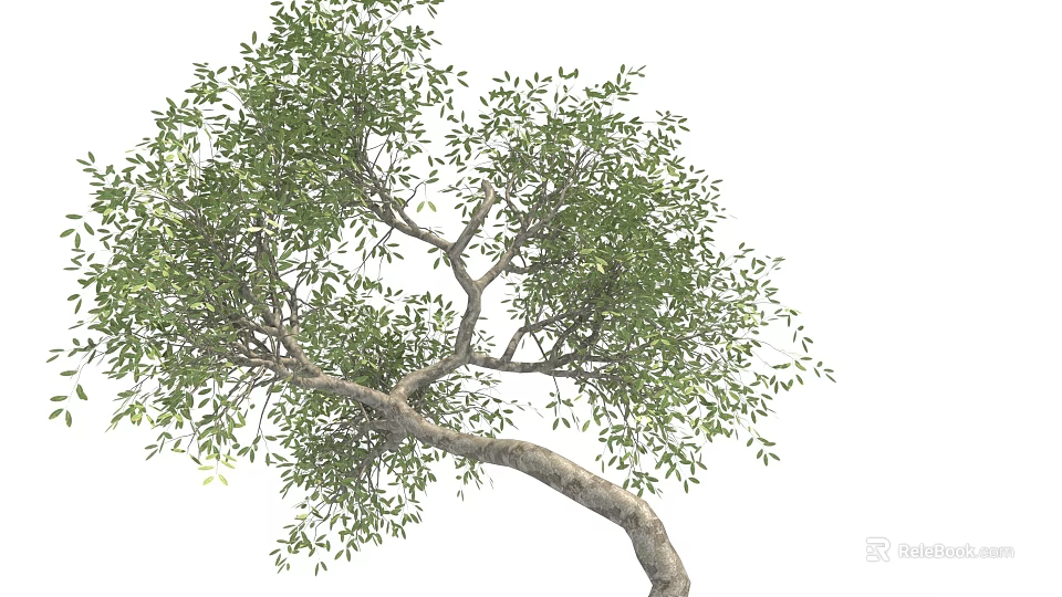 Tree With Lush Green Leaves And Gracefully Curved Trunk In Natural Growth Form 3d model 