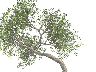 Tree With Lush Green Leaves And Gracefully Curved Trunk In Natural Growth Form 3d model