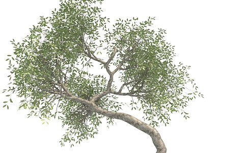 Yalda Tree 3d model