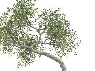 Yalda Tree 3d model