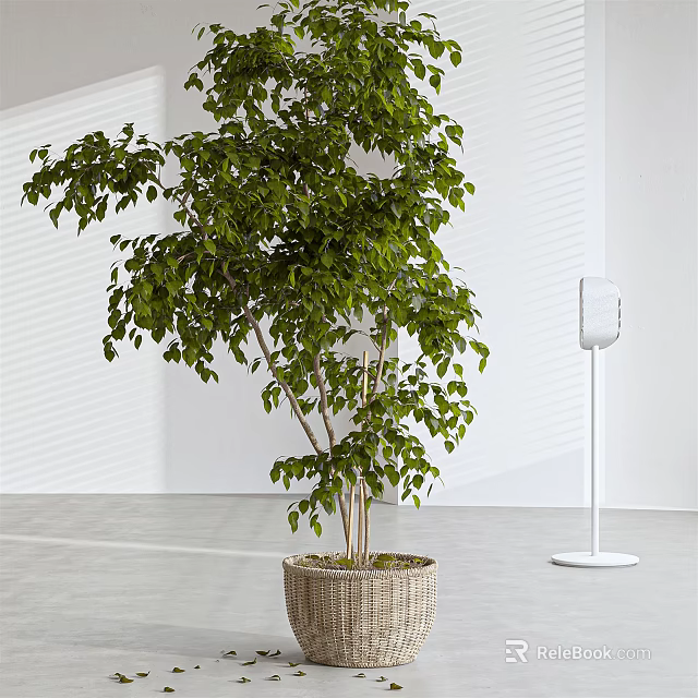 Lush Green Potted Plant with Multiple Stems in Woven Basket in Modern Minimalist Interior Against White Wall 3d model 