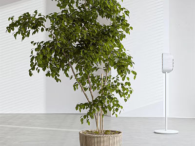 Lush Green Potted Plant with Multiple Stems in Woven Basket in Modern Minimalist Interior Against White Wall 3d model