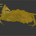 Coral Pink Spotted Crab With Intricate Shell And Extended Legs Isolated On Dark Background