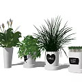 Variety of Indoor Potted Plants in Decorative White Pots with Love Design and Cat Pattern