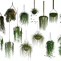 Hanging Basket Plants With Various Trailing Plant Varieties For Indoor Home Decor
