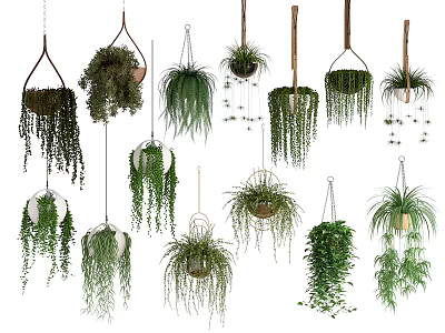 Hanging Basket Plants With Various Trailing Plant Varieties For Indoor Home Decor 3d model