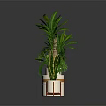 Three Indoor Potted Plants With Lush Green Leaves White Planters And Wooden Stands