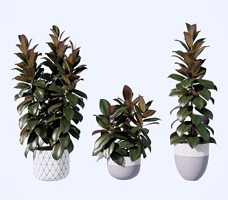 Modern potted rubber tree banyan ornaments 3d model