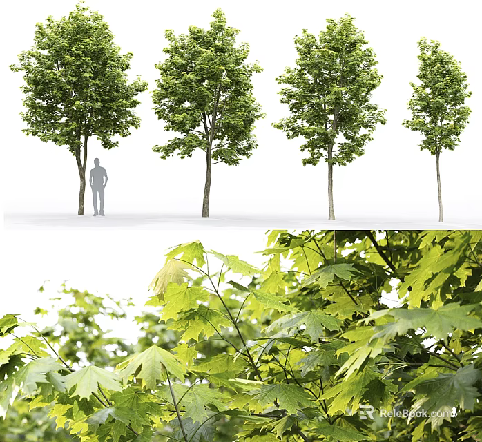 Tall Broadleaf Arbor With Lush Green Foliage And Detailed Leaf Structure 3d model 