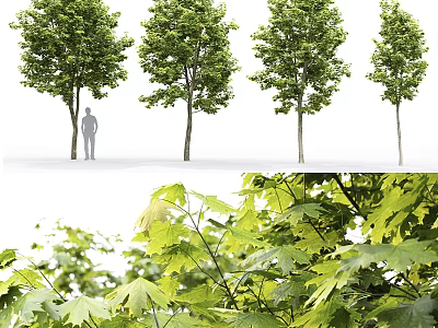 Tall Broadleaf Arbor With Lush Green Foliage And Detailed Leaf Structure 3d model