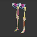 Detailed Human Leg Skeleton Model Showing Red Muscles And Anatomical Features