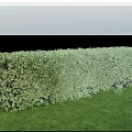 Lush Green Hedge in Garden Landscape with Fresh Green Grass