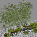 Bamboo Plants In Landscape With Rocks Moss And Small Plants