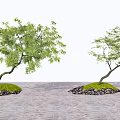 Trees with Curved Trunks Growing on Small Mounds with Grass Stones and Water Surface