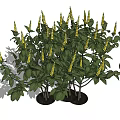 Lush Potted Shrubs With Green Leaves And Yellow Flower Spikes For Outdoor Decor