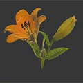 Orange Lily Flower With Yellow Bud Green Leaves And Stem Against Gray Background