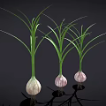 Three Fresh Garlic Bulbs With Green Leaves And Fibrous Roots Against Black Background