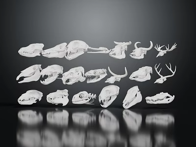 White Outlined Animal Skull Specimens Arranged Neatly in Display Rows on Dark Background 3d model