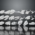 White Outlined Animal Skull Specimens Arranged Neatly in Display Rows on Dark Background