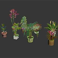 Various Potted Green Plants With Different Leaf Colors And Flower Pots