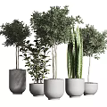Modern Bonsai Potted Plants In Different Sizes With Gray Ceramic Pots 3d model
