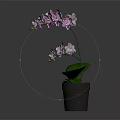 Orchid Plant with Purple Flowers and Green Leaves in Gray Pot on Dark Background